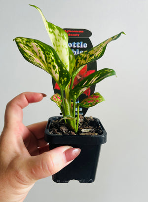 Aglaonema 'Beauty' - Chinese Evergreen Plants