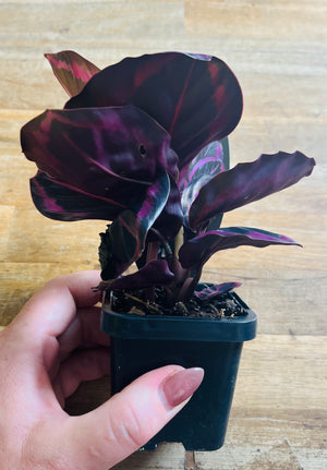 Calathea - Red Mojo