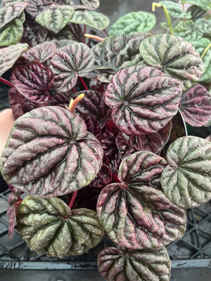 Peperomia caperata - Schumi Silver