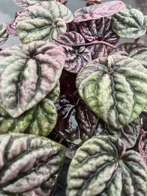 Peperomia caperata - Schumi Silver