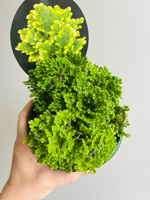 Selaginella martensii variegata - 'Jori'