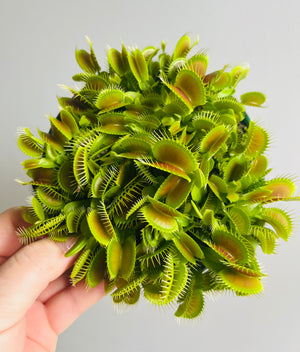 Venus Fly Trap 'Big Mouth'