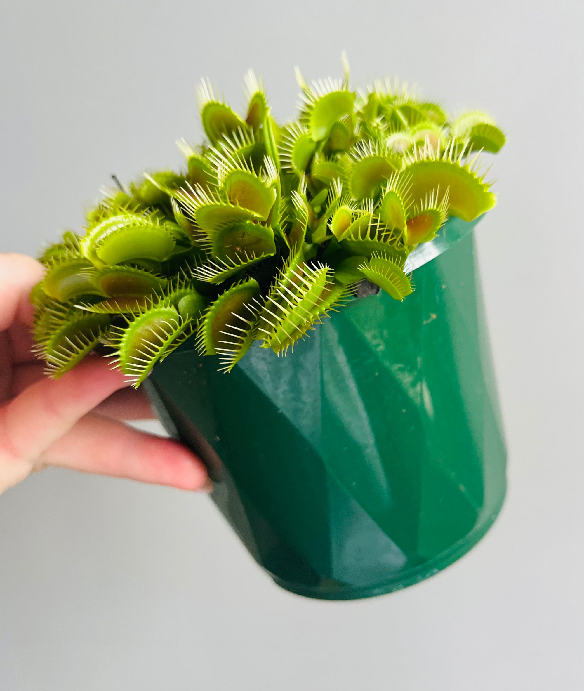 Venus Fly Trap 'Big Mouth'