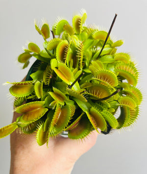 Venus Fly Trap 'Big Mouth'