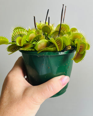 Venus Fly Trap 'Big Mouth'