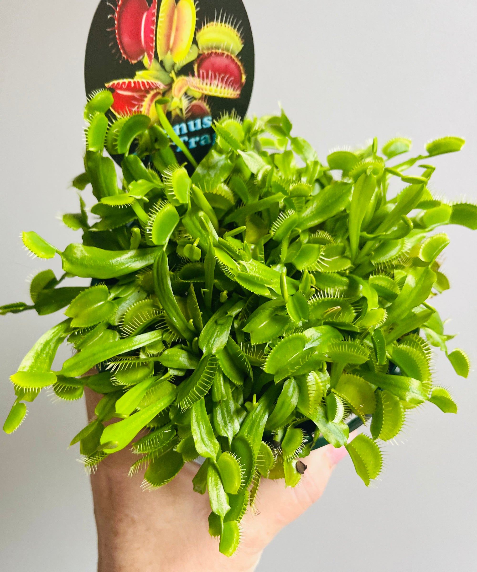 Venus Fly Trap 'Winter Green'