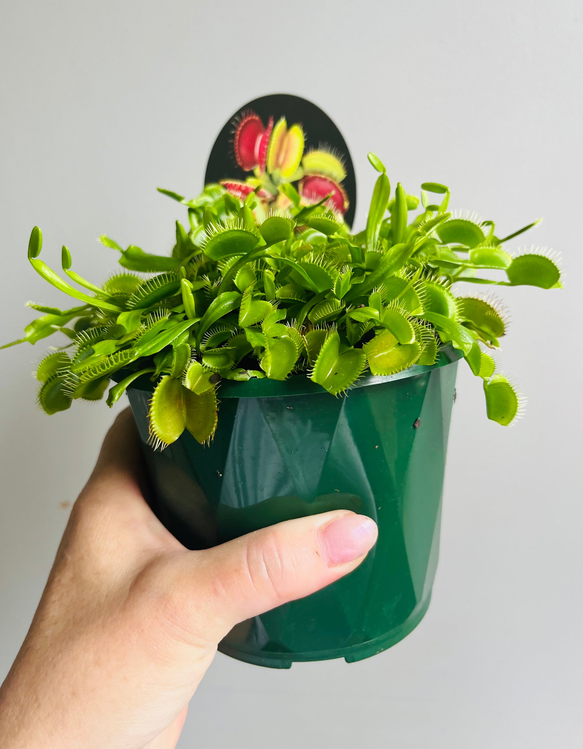 Venus Fly Trap 'Winter Green'