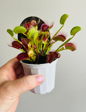 Venus Fly Trap - Paradisia No 14/15