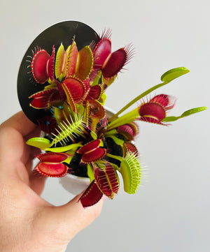 Venus Fly Trap - Paradisia No 14/15