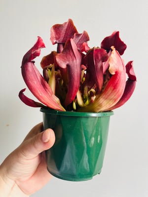 Sarracenia ‘Maroon’