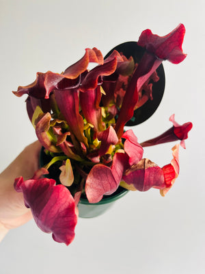 Sarracenia ‘Maroon’