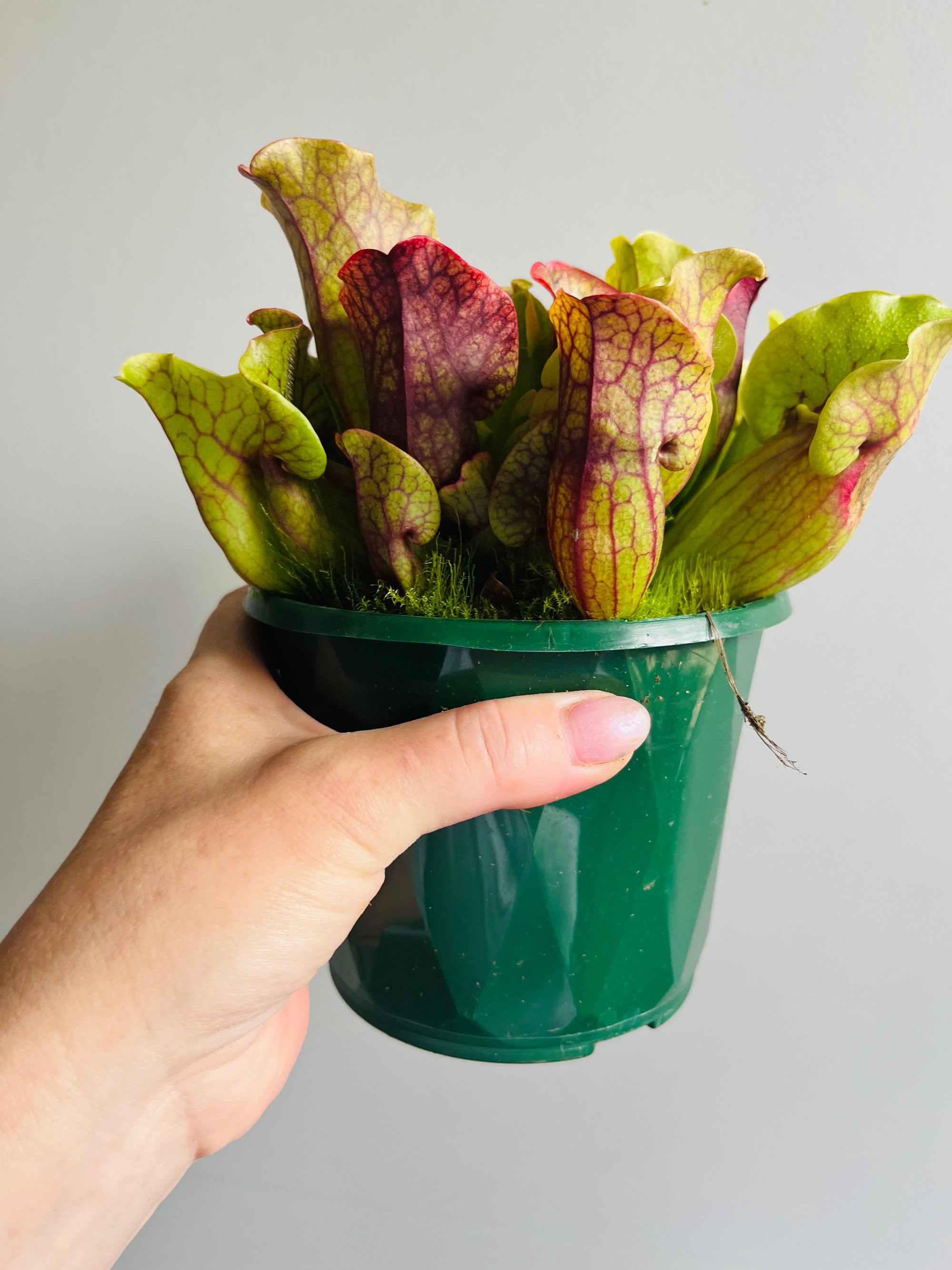 Sarracenia purpurea