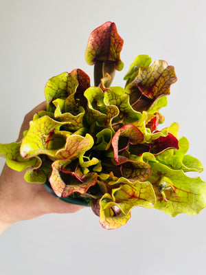 Sarracenia purpurea