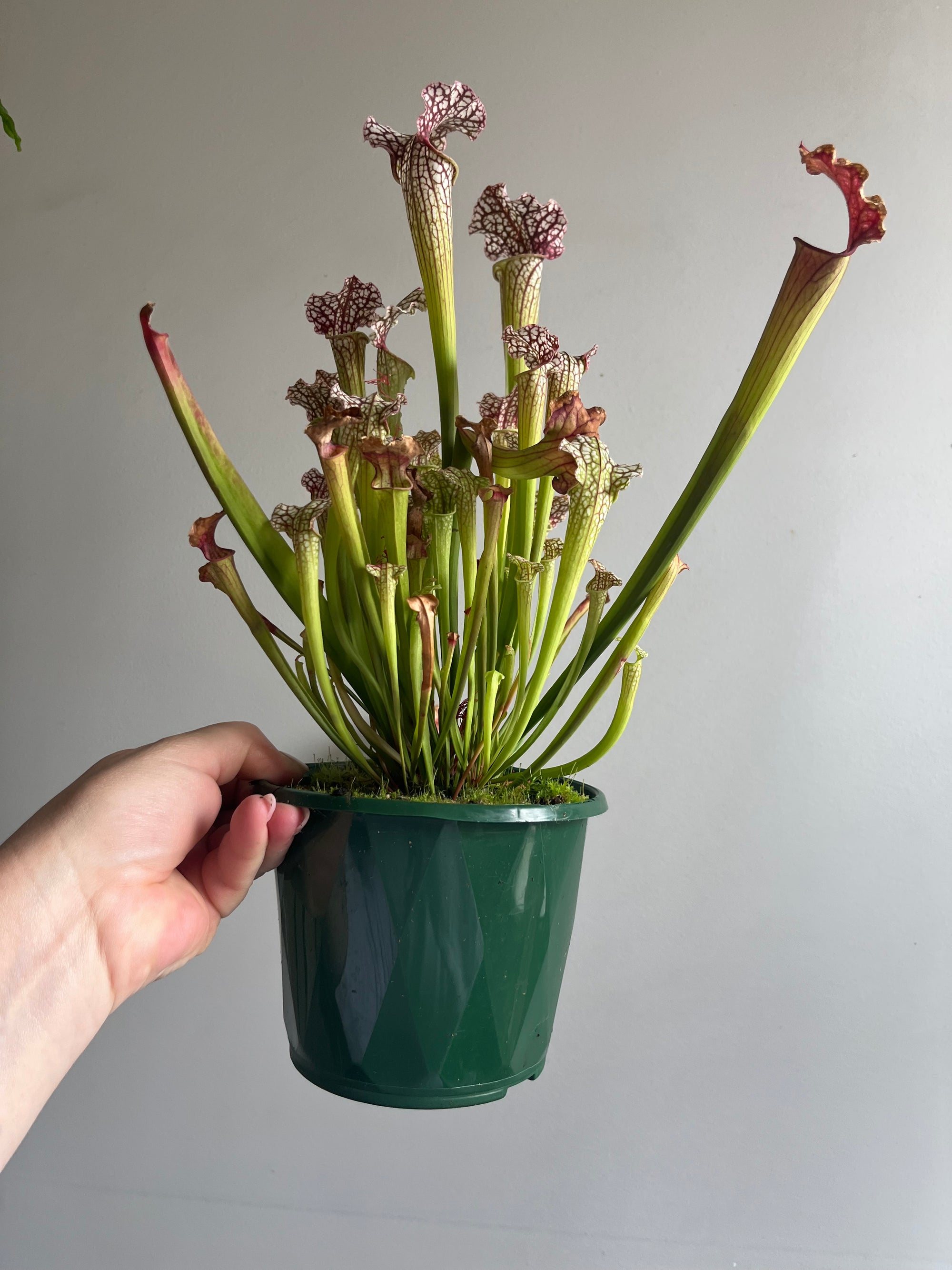 Sarracenia ‘Daniel Rudd’