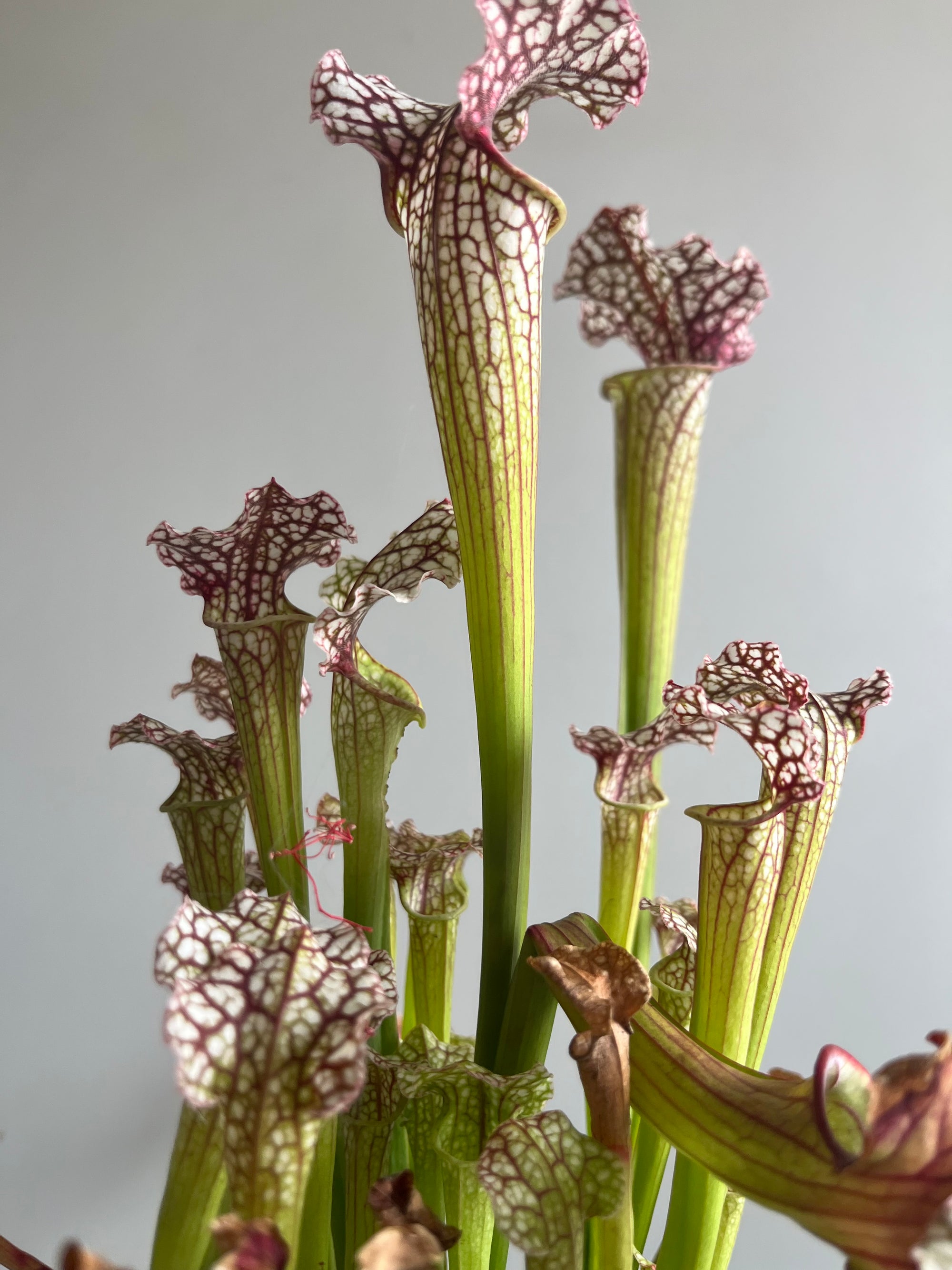 Sarracenia ‘Daniel Rudd’