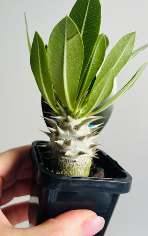 Pachypodium rosulatum