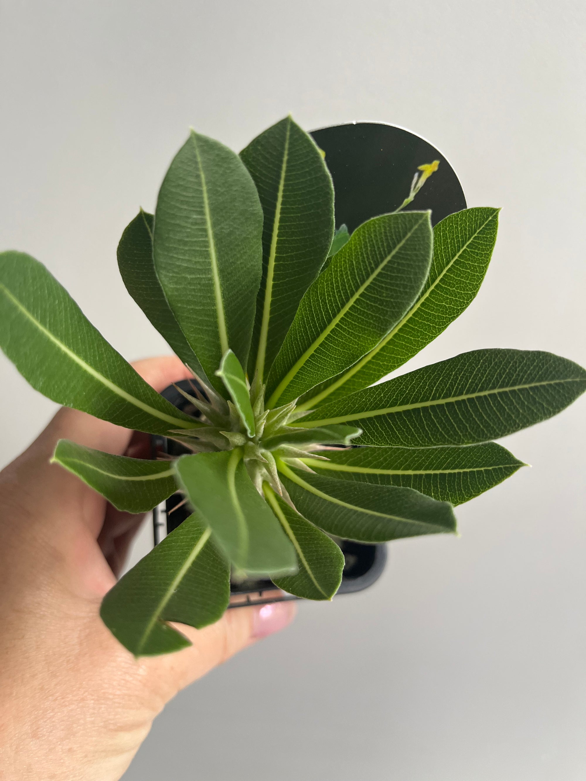 Pachypodium rosulatum