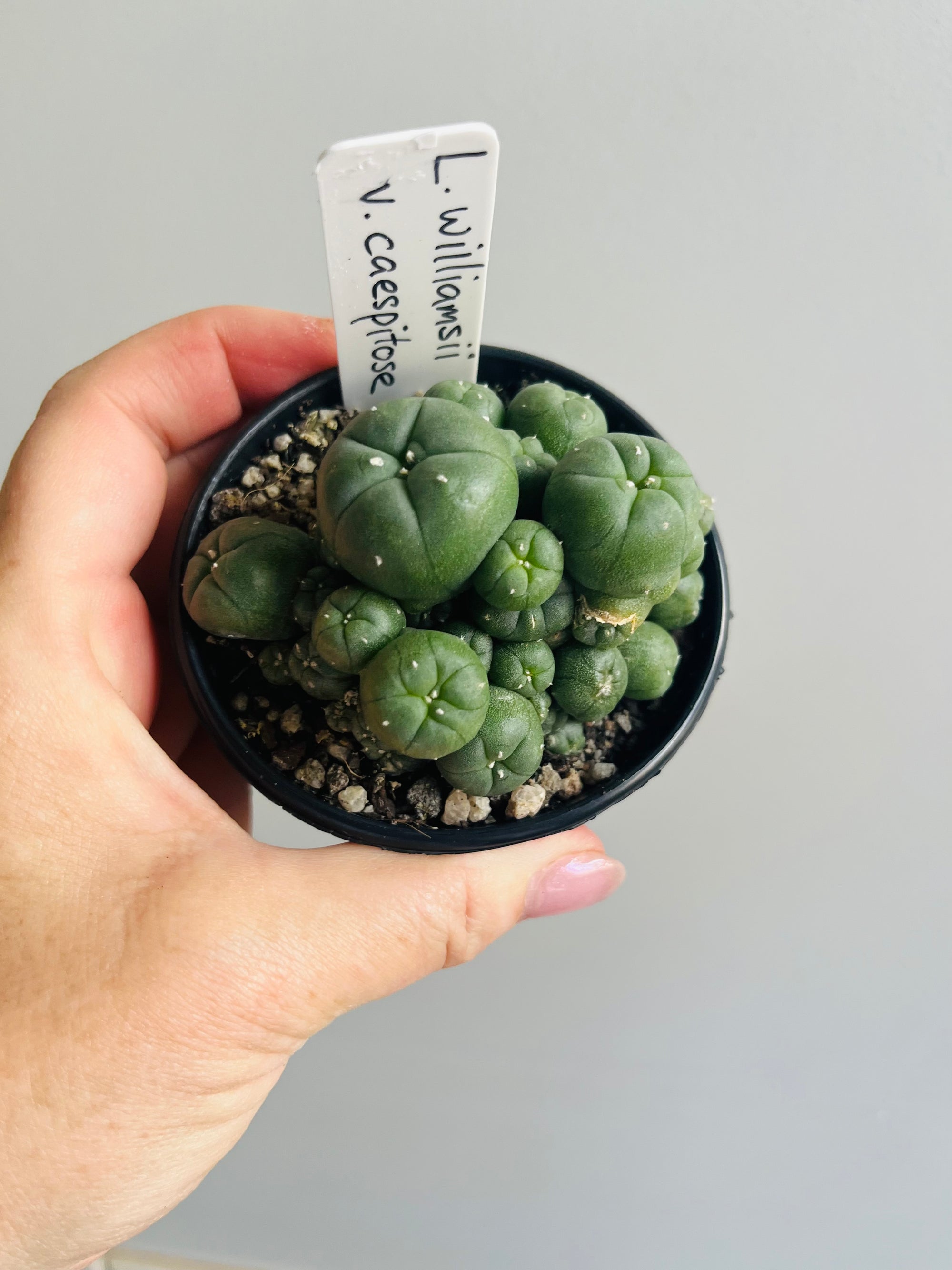 Lophophora williamsii v. caespitose