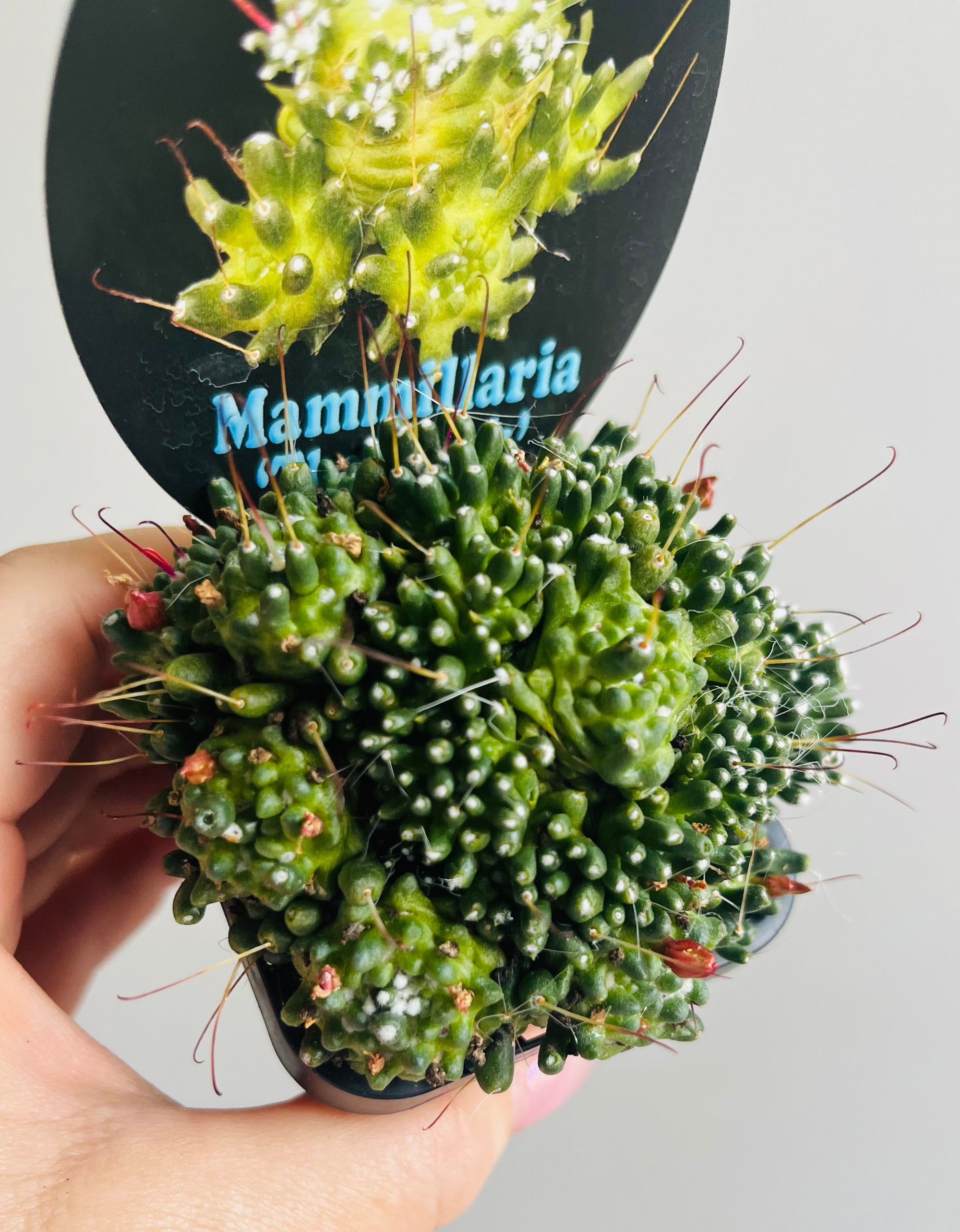 Mammillaria bocasana 'The Freak'