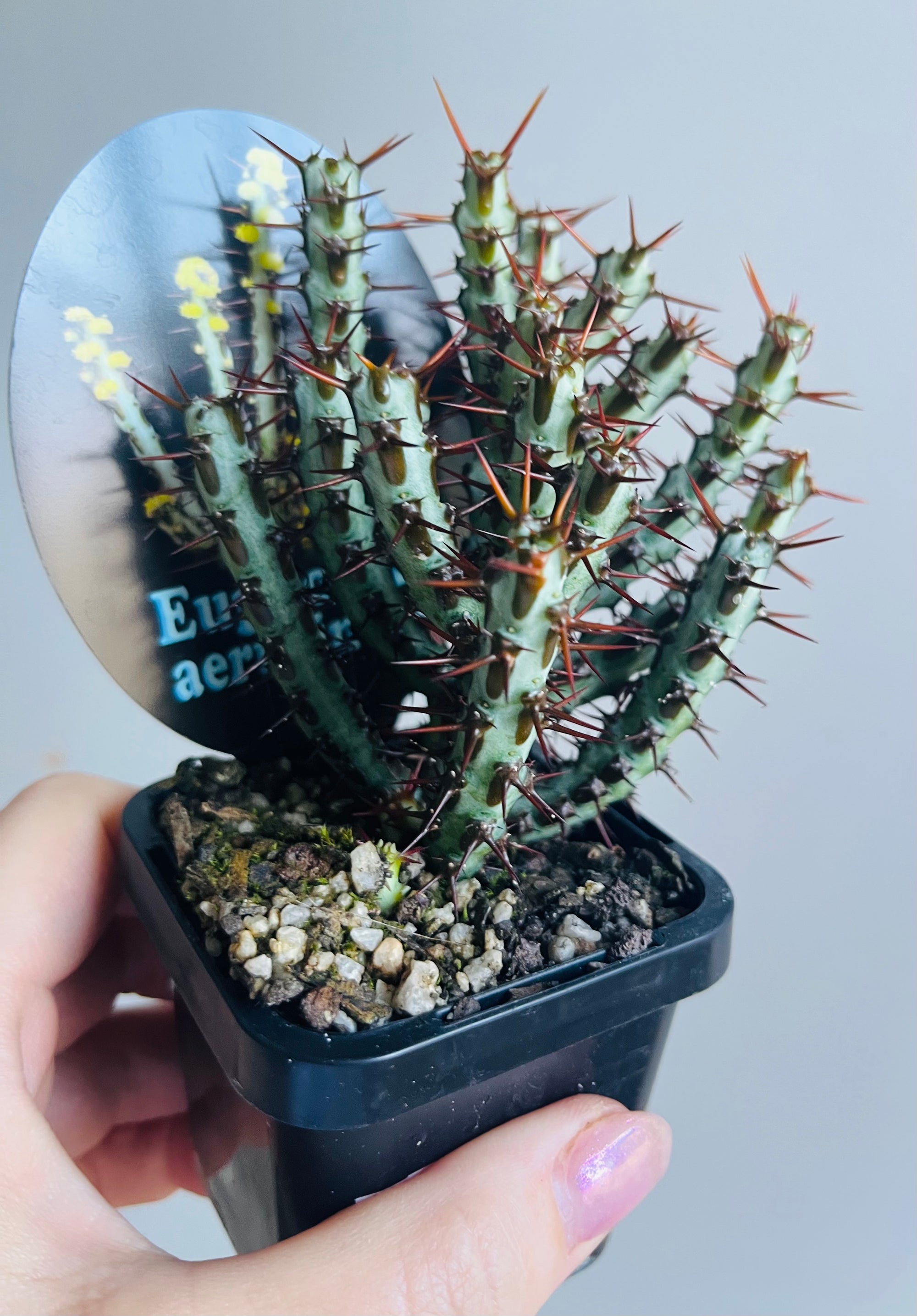 Euphorbia aeuruginosa