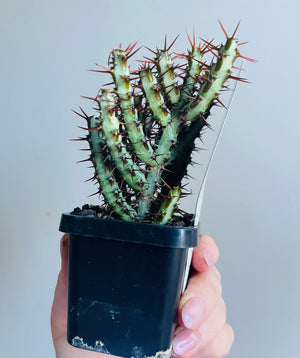 Euphorbia aeuruginosa