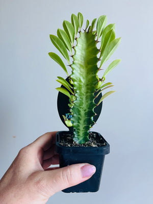 Euphorbia trigona - African Milk Tree