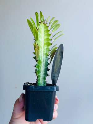 Euphorbia trigona - African Milk Tree