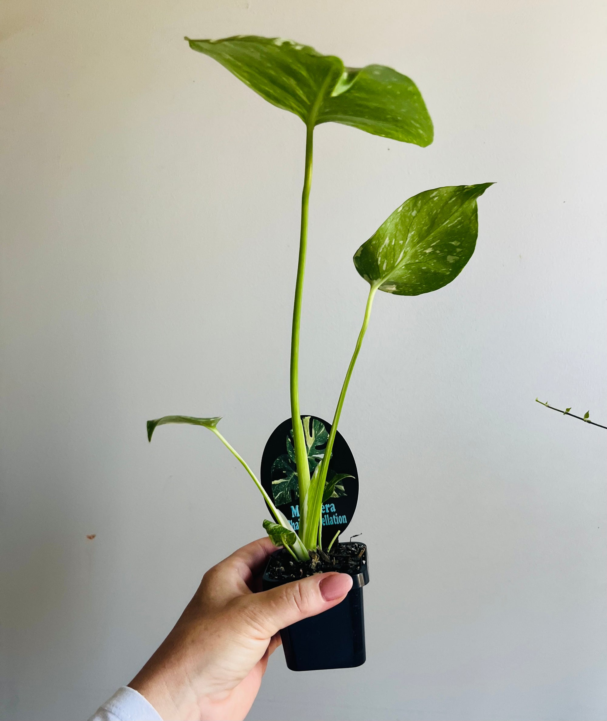 Monstera deliciosa 'Thai Constellation'