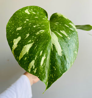 Monstera deliciosa 'Thai Constellation'