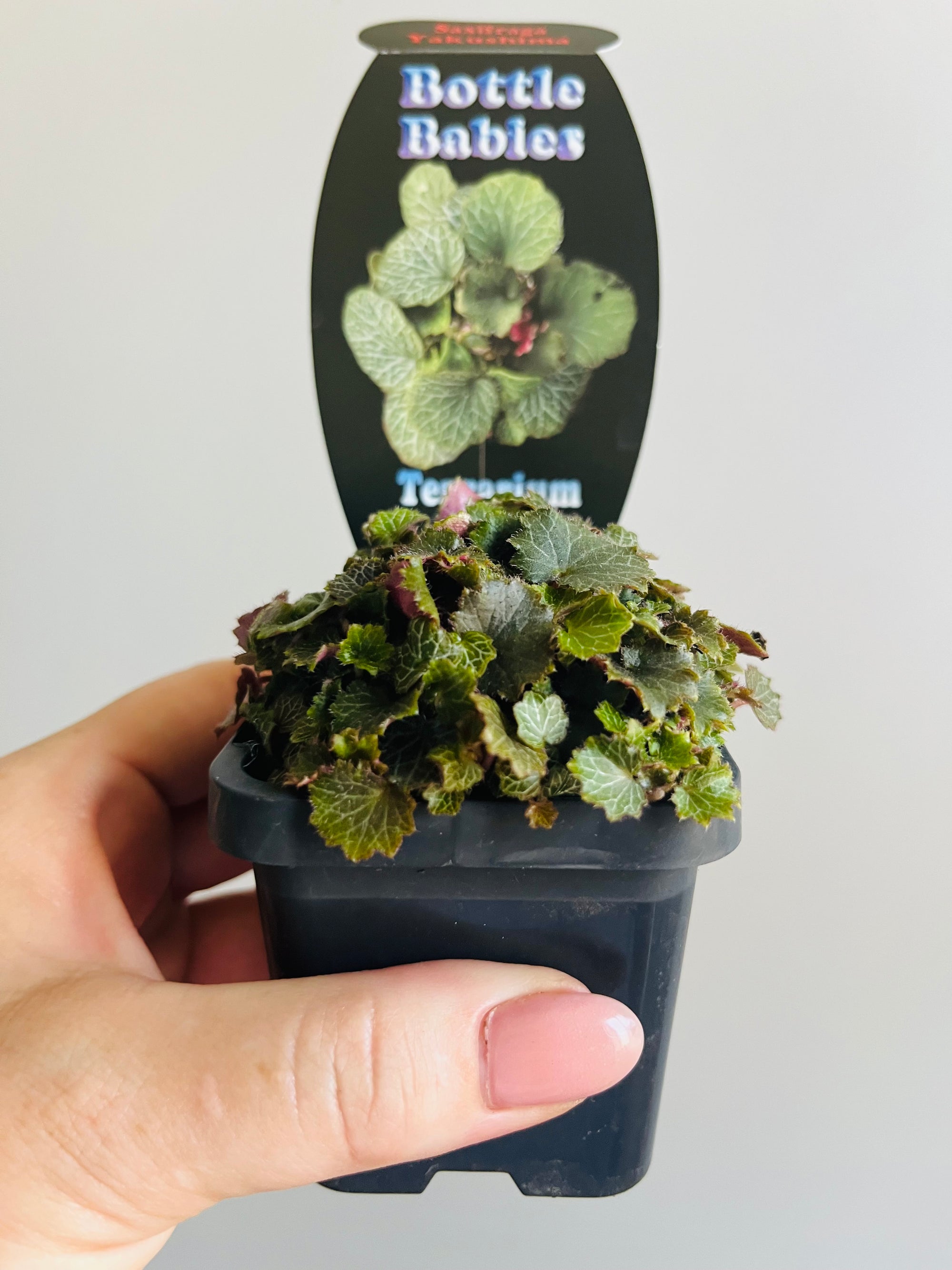 Saxifraga Stolinifera 'Yakushima'