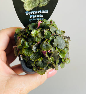 Saxifraga Stolinifera 'Yakushima'