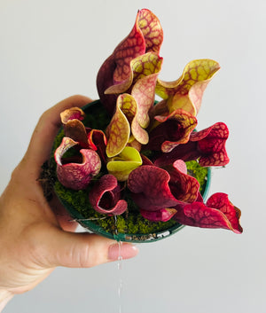 Sarracenia purpurea