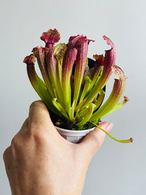 Sarracenia hybrid - Trumpet Pitcher Plant (NOID) D