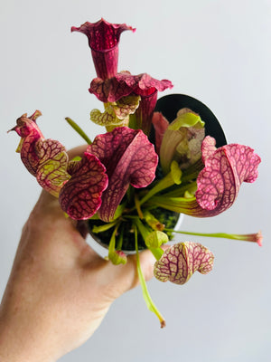 Sarracenia hybrid - Trumpet Pitcher Plant (NOID) D