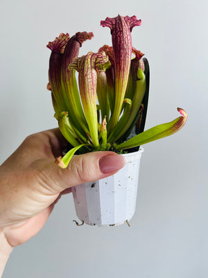 Sarracenia hybrid - Trumpet Pitcher Plant (NOID) D