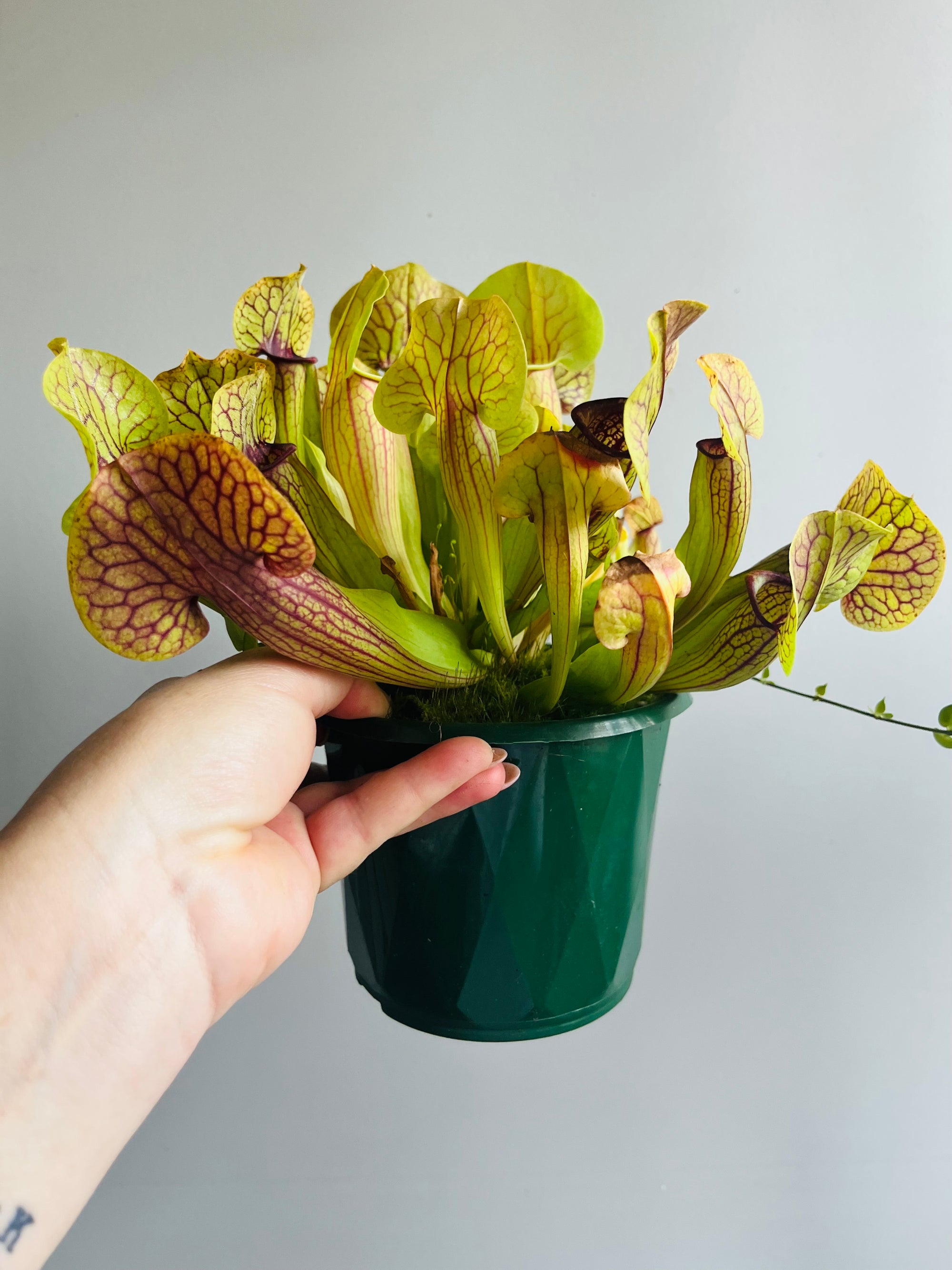 Sarracenia hybrid - Trumpet Pitcher Plant (NOID) F