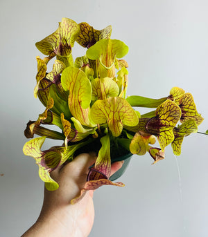 Sarracenia hybrid - Trumpet Pitcher Plant (NOID) F