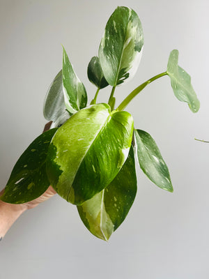 Philodendron erubescens  'White Wizard'