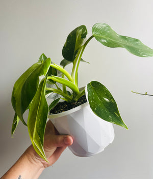 Philodendron erubescens  'White Wizard'