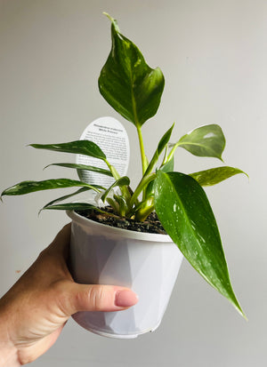 Philodendron erubescens ‘White Princess’