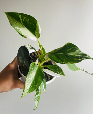 Philodendron erubescens ‘White Princess’