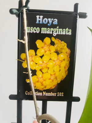 Hoya - Fusco Marginata Collection No. 102