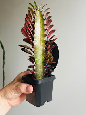 Euphorbia trigona red - African Milk Tree