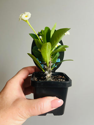 Euphorbia millii 'Mini White’