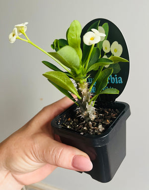 Euphorbia millii 'Mini White’