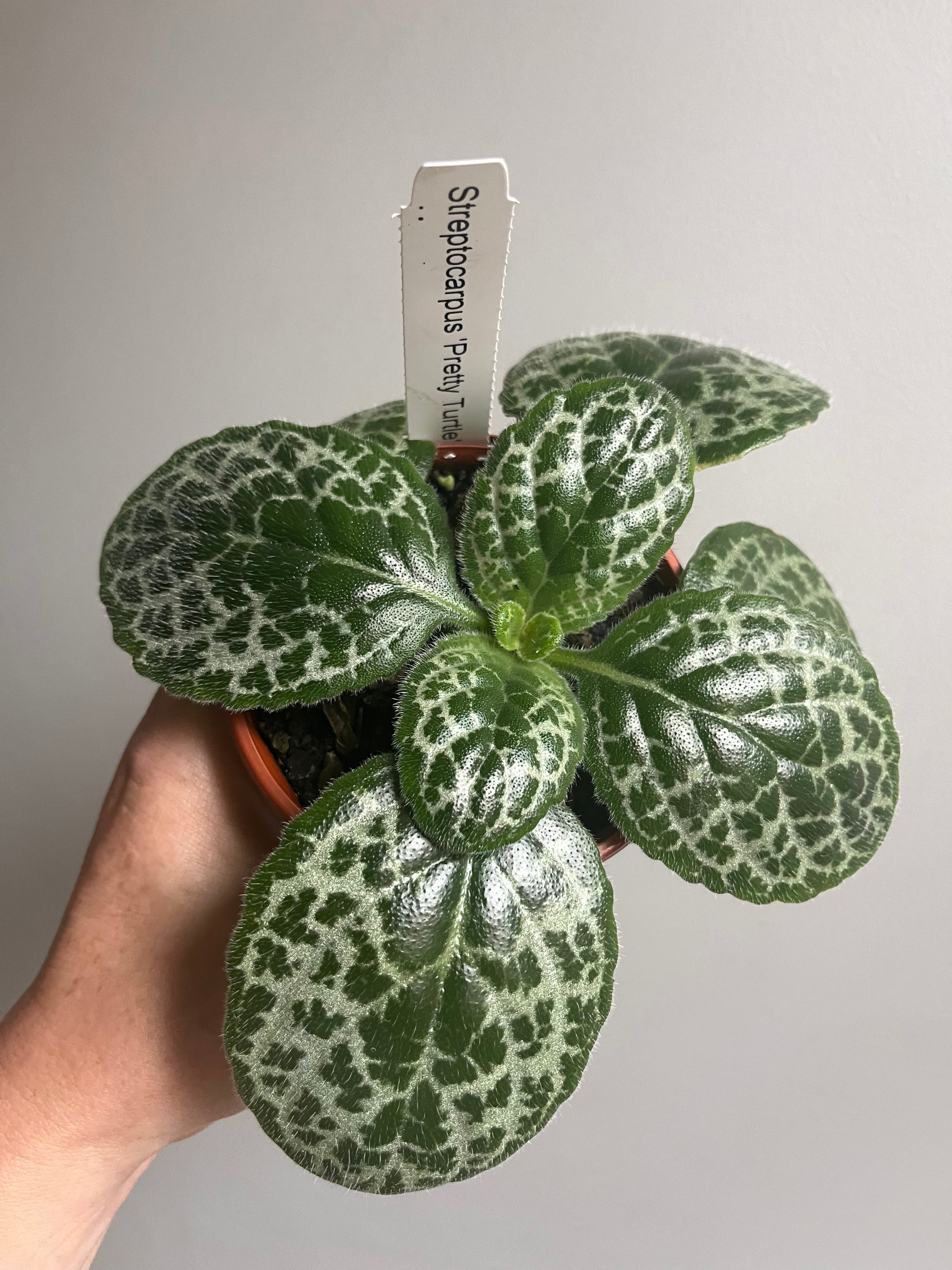 Streptocarpus 'Pretty Turtle'