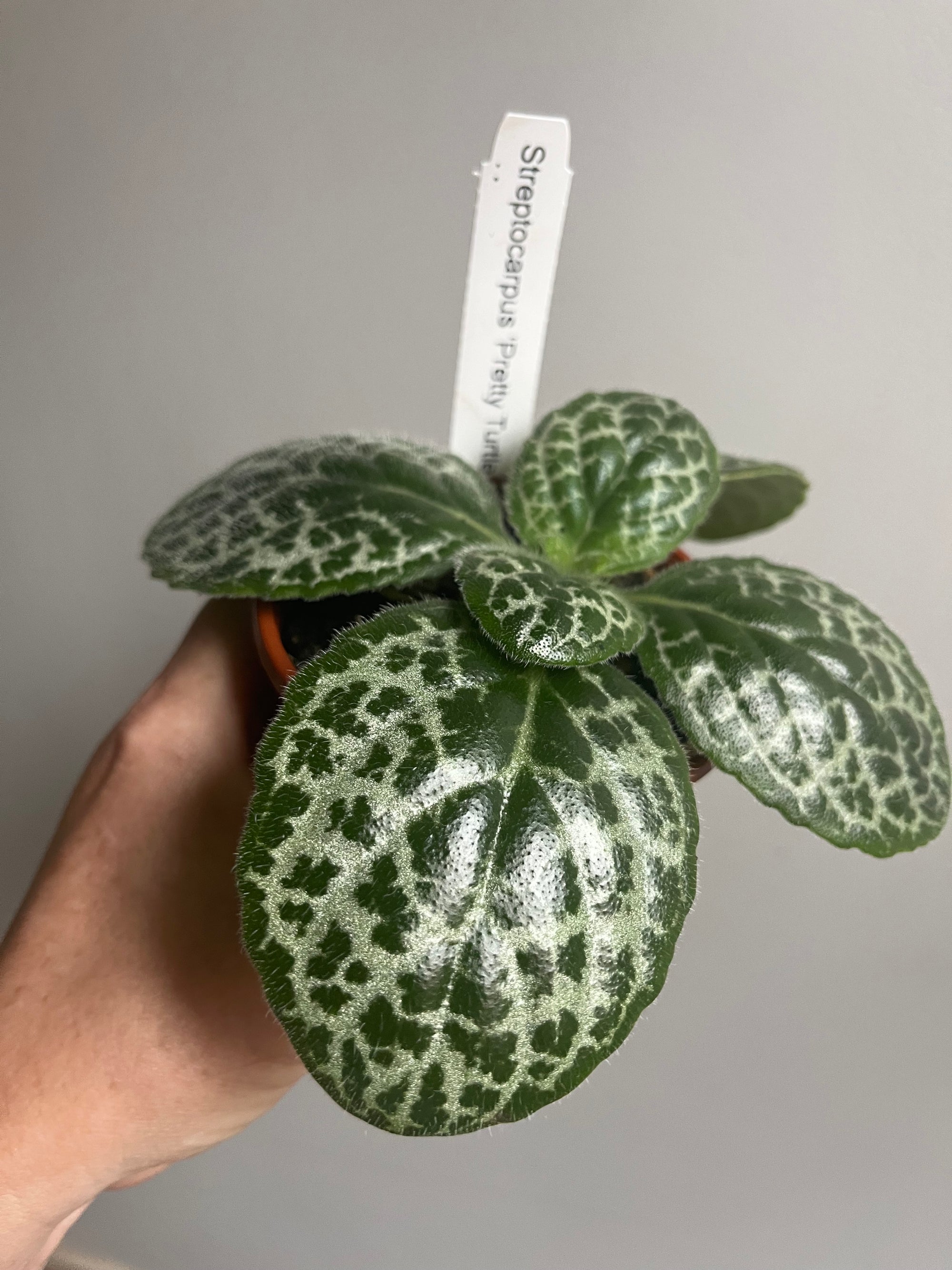 Streptocarpus 'Pretty Turtle'