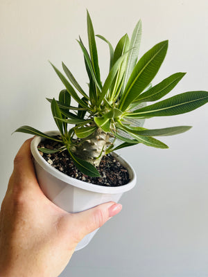 Pachypodium horombense