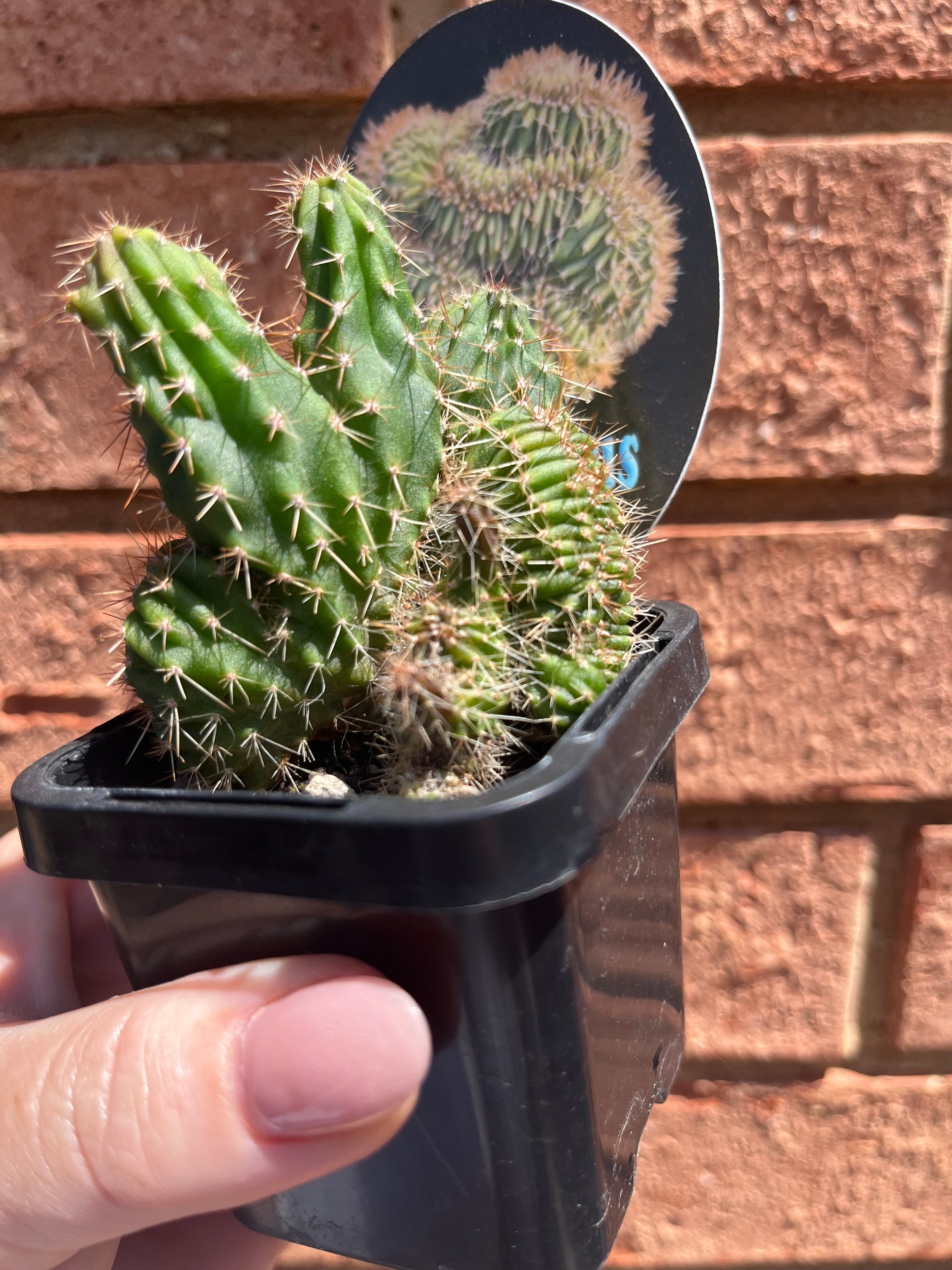 Trichocereus peruvianus 'Twister'