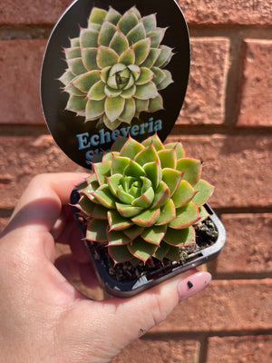 Echeveria 'Shamrock'